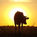 В Свердловской области утвержден порядок выплаты субсидий производителям молока на корм для скота