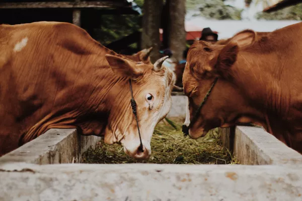«Агроэкспорт»: За 5 лет надои на одну корову в Свердловской области выросли на 22,9%